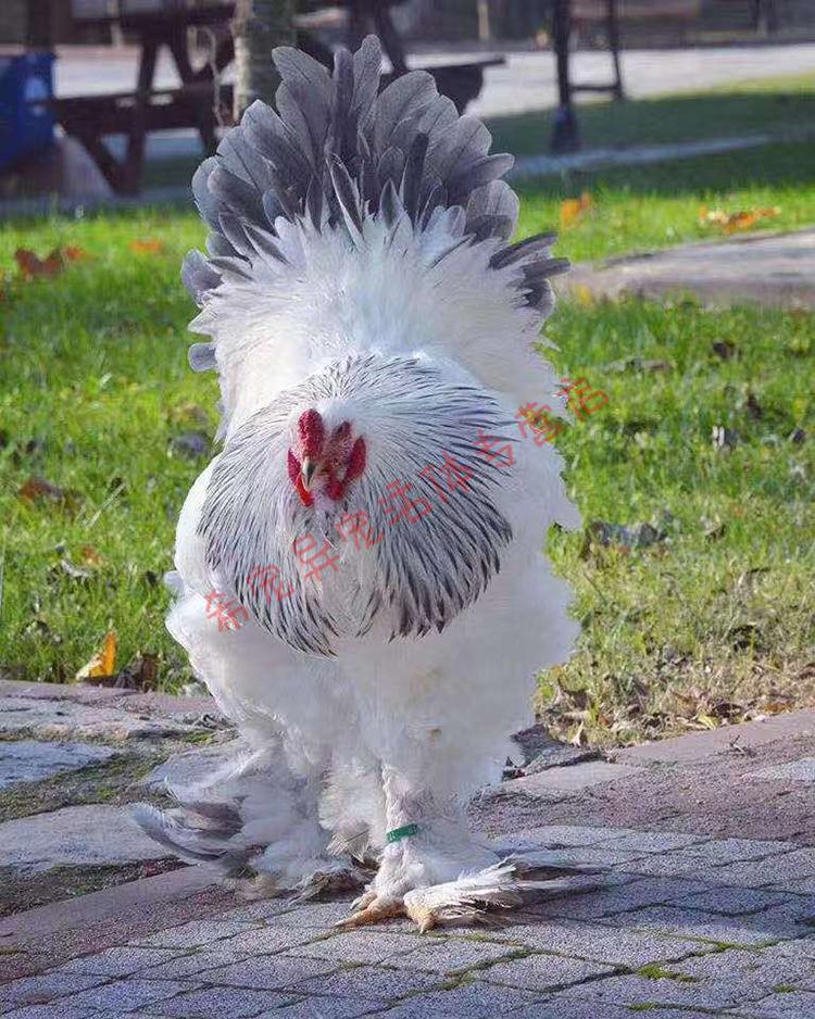 婆罗门观赏鸡种蛋正宗巨型梵天鸡可孵化受精宠物鸡一枚装6枚起发货包