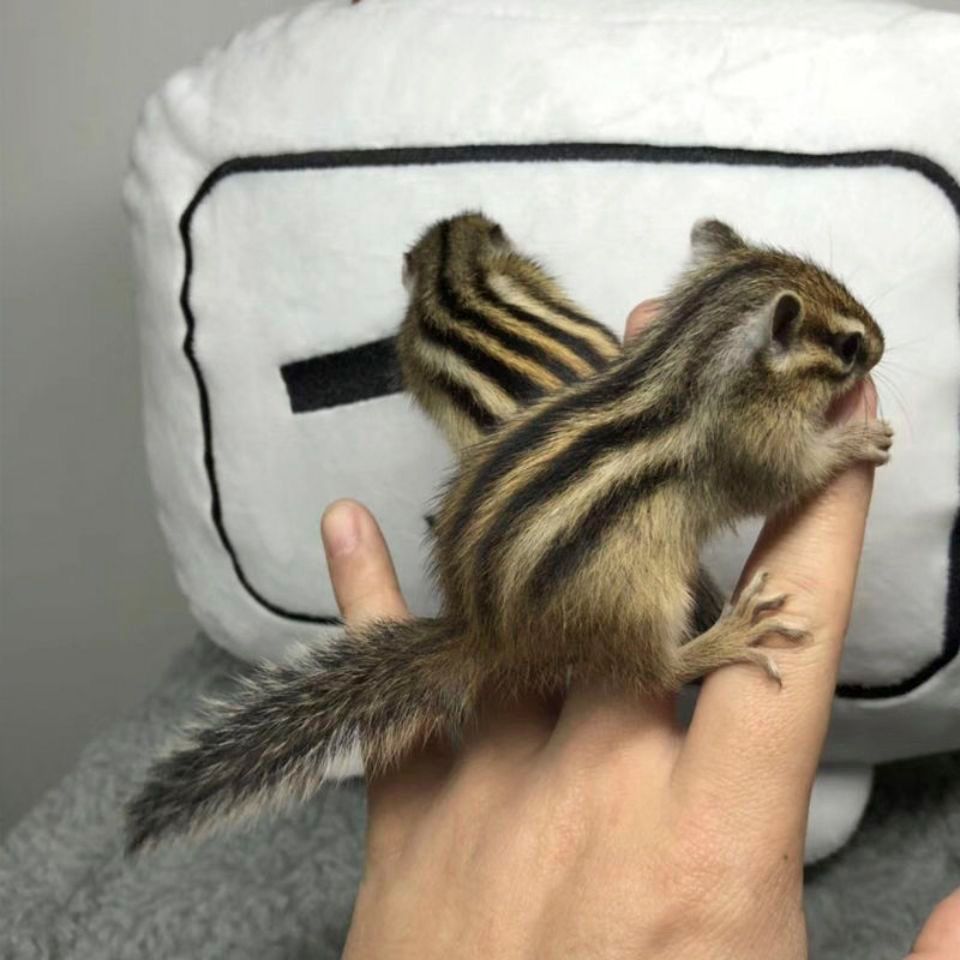 花栗鼠活体 金花松宠物幼崽亚成活体花栗鼠奶鼠打过疫苗活物带笼 金花