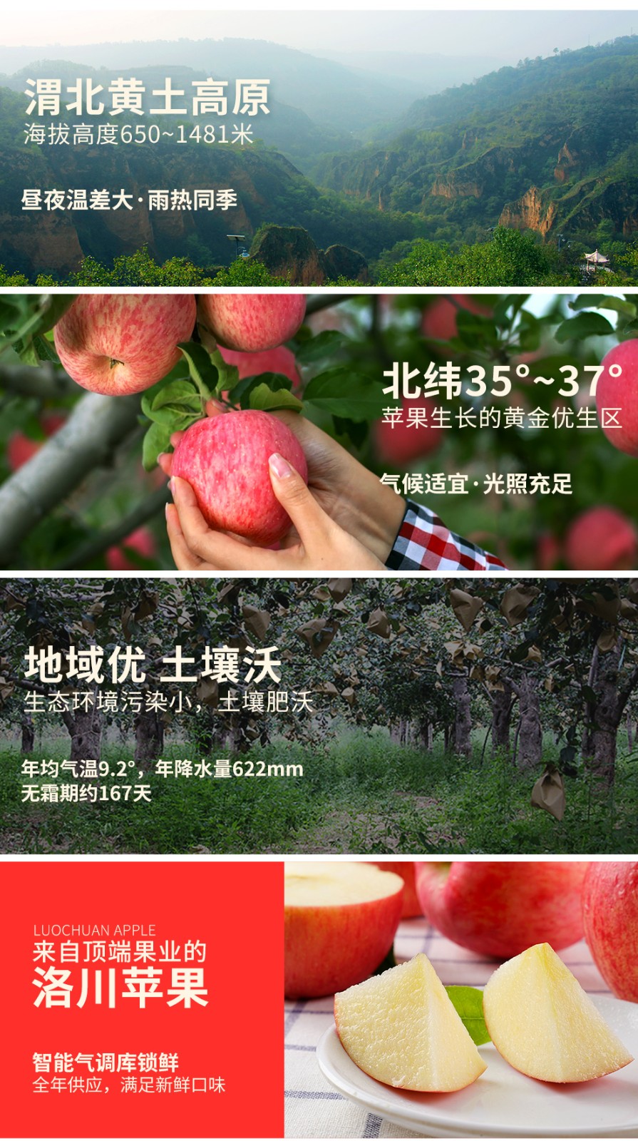 洛川苹果馆新果陕西延安洛川苹果水果红富士当季新鲜净重约9斤20枚80
