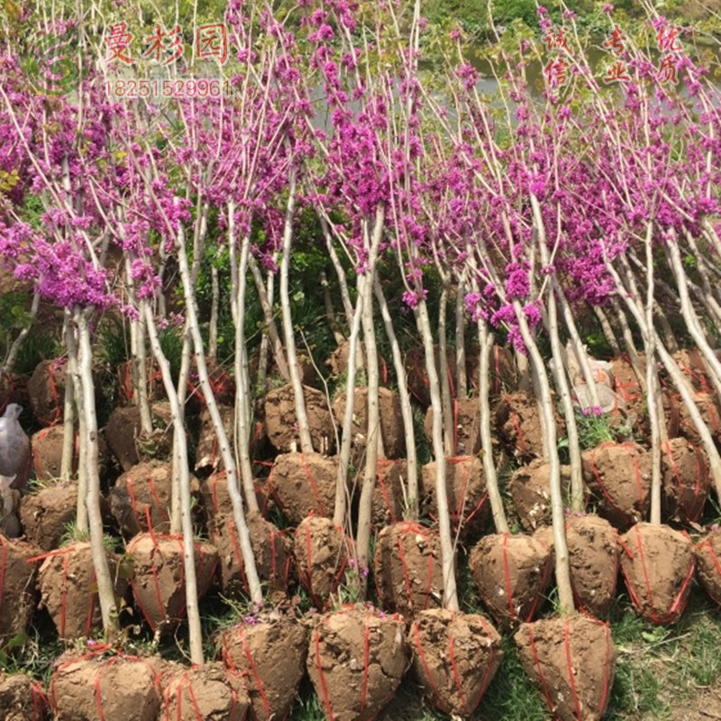 紫荆花树苗紫荆树苗占地紫荆苗满条红庭院开花树苗耐寒绿化苗丛生10
