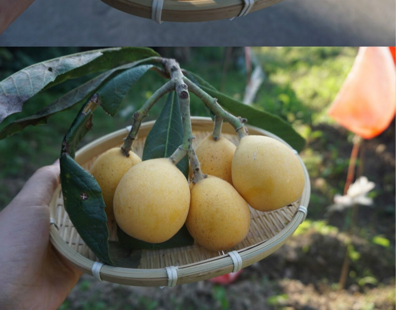 恬女神莆田白梨枇杷果新鲜水果常太白玉肉细腻绵软口味清甜数量稀少