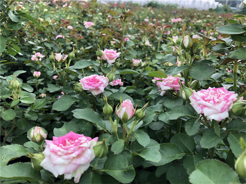 闪光的舞蹈条纹多头微月闪电舞四季开花微型阳台灌木微型月季花售后