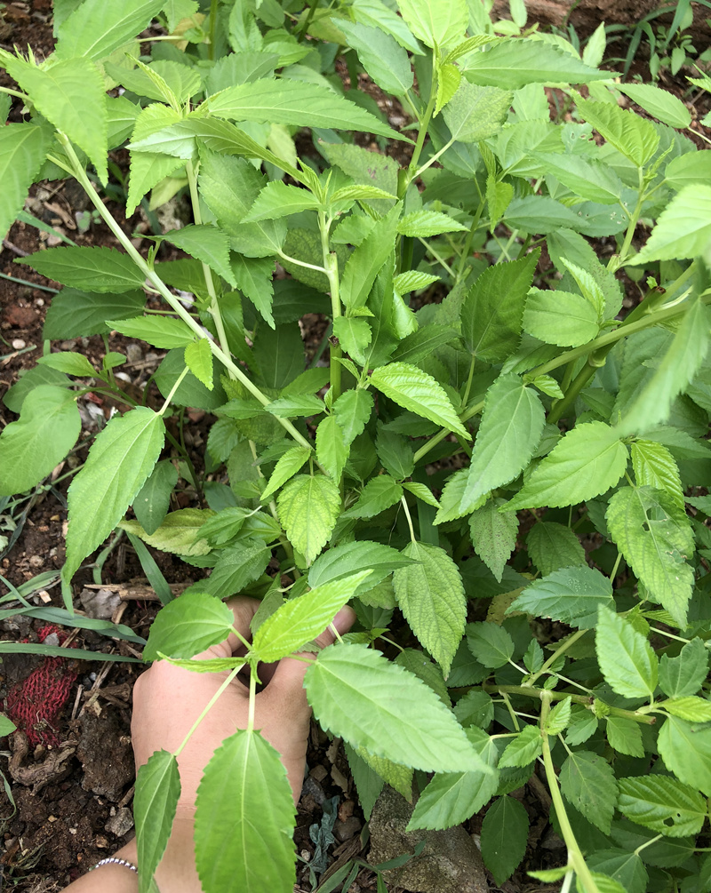 黄麻叶种子潮汕特产红麻叶种籽黄麻红麻白麻子麻叶种蔬菜野菜种子红