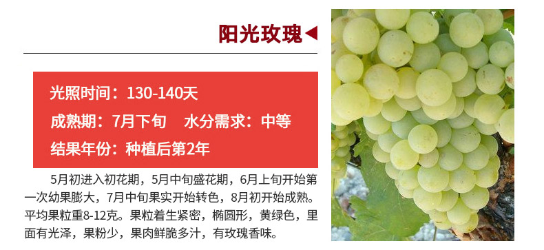 蓝宝石葡萄种植前景如何