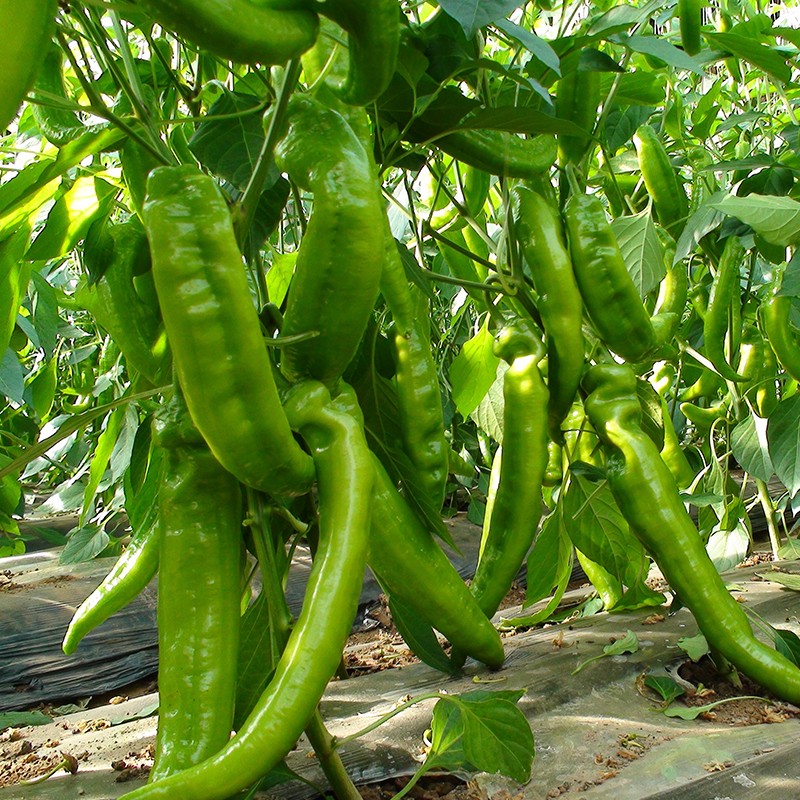 民汇园大叶茼蒿种子蔬菜种子辣椒种子快菜籽西红柿种子耐热耐寒春夏秋