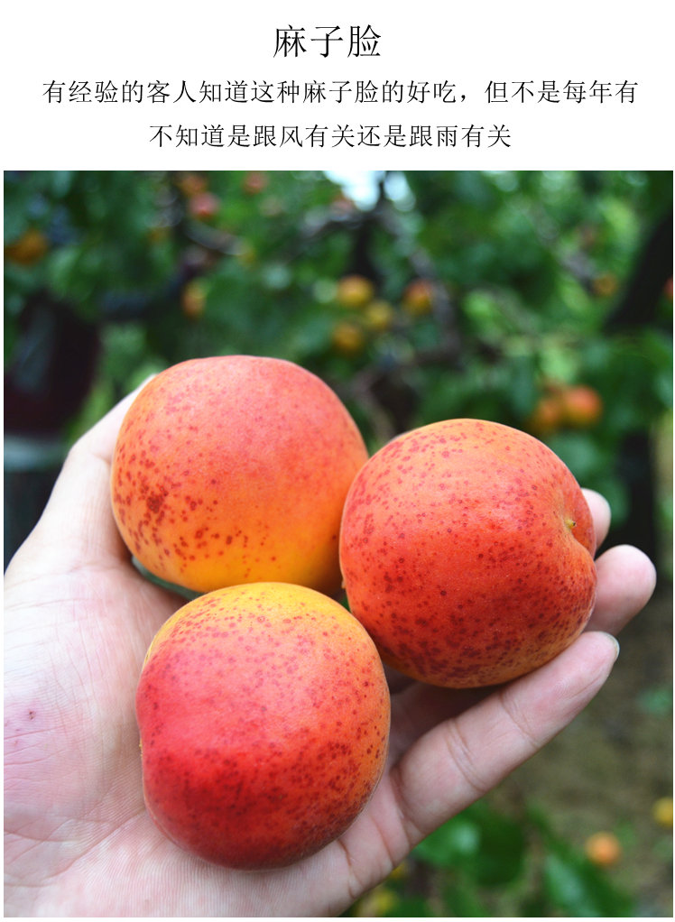 崂山杏二号山东青岛特产大杏子新鲜水果甜关公脸少山红大麦黄5斤坏果