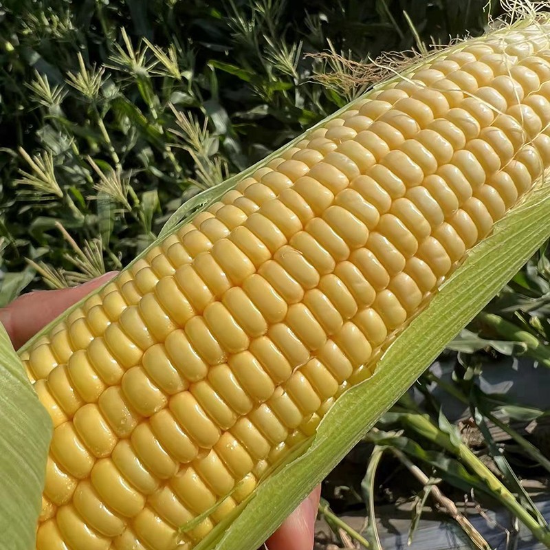 攀枝花太阳花脆甜水果玉米孕妇儿童可食脆甜爆浆化渣可生吃无腥味 8斤