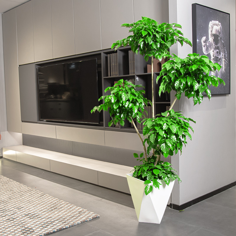 盆栽客厅大棵室内绿植大型落地旺宅好养四季办公室植物瑰季 五层造型