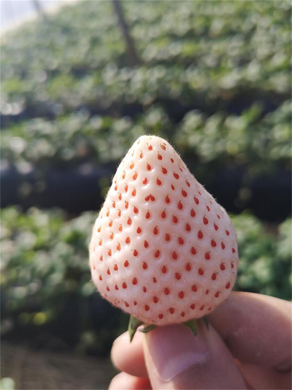 顺丰空运日本水果天使淡雪草莓三色橙色白色草莓网红稀奇稀有水果礼盒