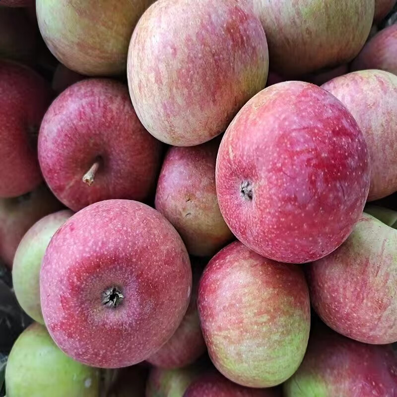 朵蕙 苹果北京市平谷区小国光苹果酸甜可口小时候的味道孕妇水果 5斤