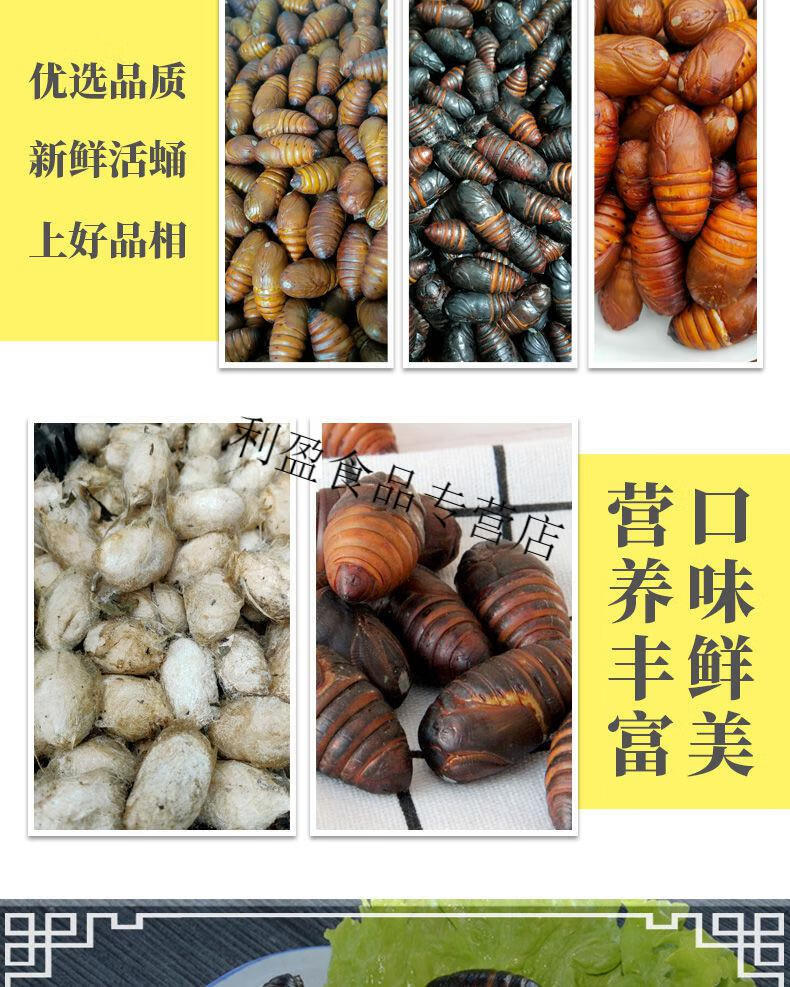 辽宁鲜活柞黑蚕蛹黄蚕蛹新鲜食用黄蝉蛹东北茧蛹批发500g1斤小黑蛹