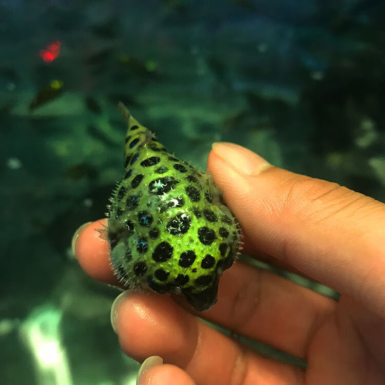 潜水艇鱼深水巧克力娃娃热带观赏鱼弓斑河豚肉食淡水小型鱼1条潜水艇