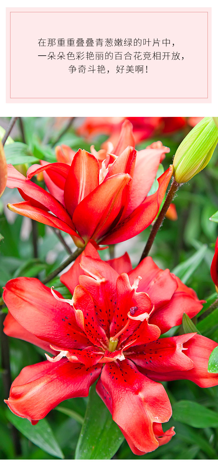 香水百合种球重瓣浓香型四季开花花卉种籽进口百合花种球鲜花盆栽红肉