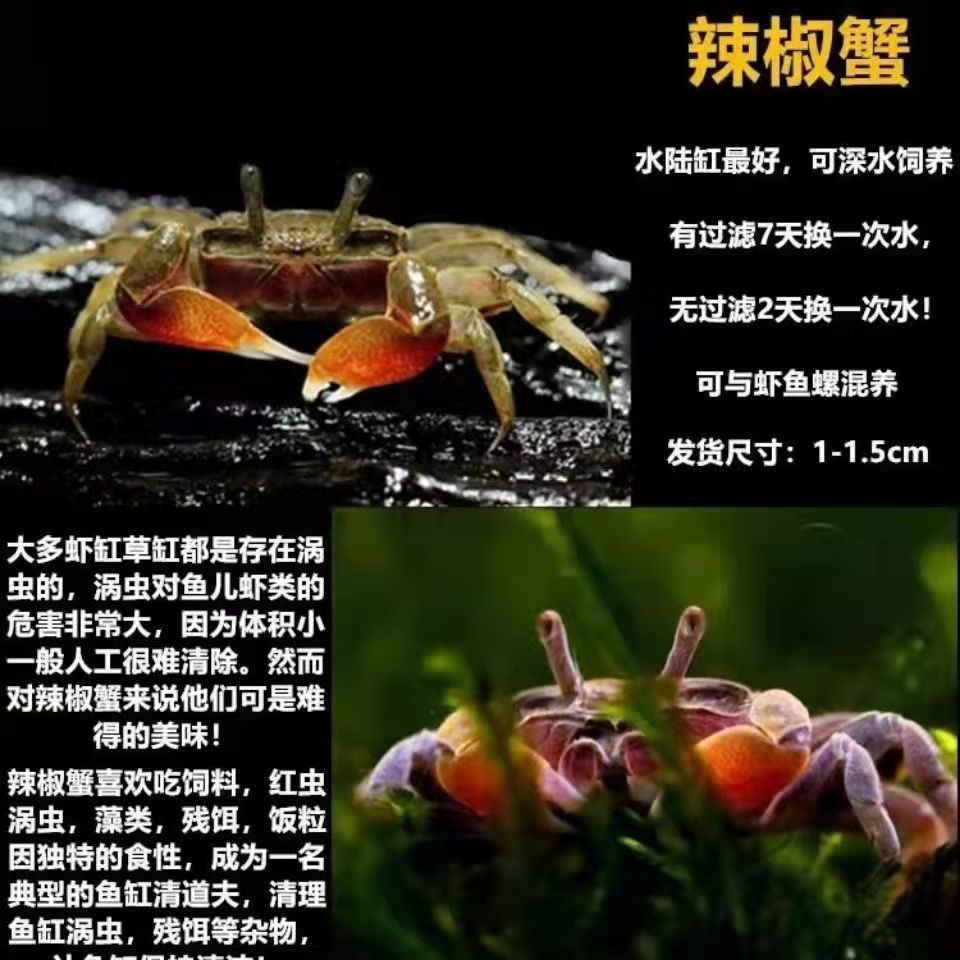 迷你辣椒蟹活体桌面宠物好养观赏蟹宠物蟹吃虫除藻淡水蟹爬行动物辣椒