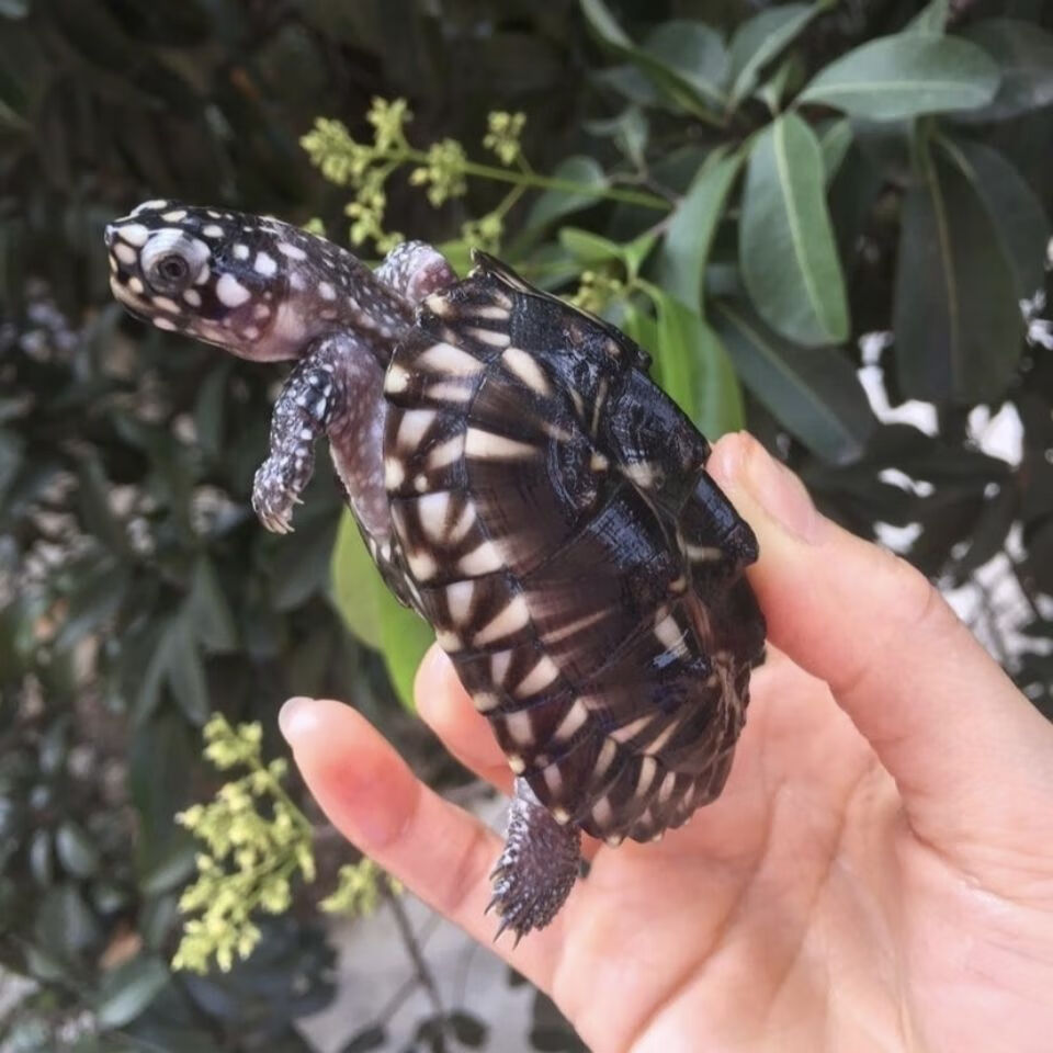 斑点龟哈密顿深水龟满天星龟斑点池龟鱼缸宠物龟小乌龟活物清洁龟
