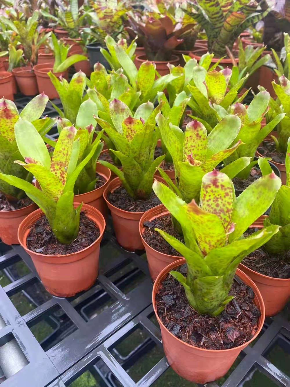 泰国积水凤梨 雨林缸生态缸微景观植物 中小型积水凤梨 多品种 骄阳