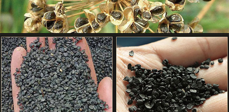 四季新鲜野生韭菜籽男性韭菜籽泡茶泡水食用 精品韭菜子泡酒 精品韭菜