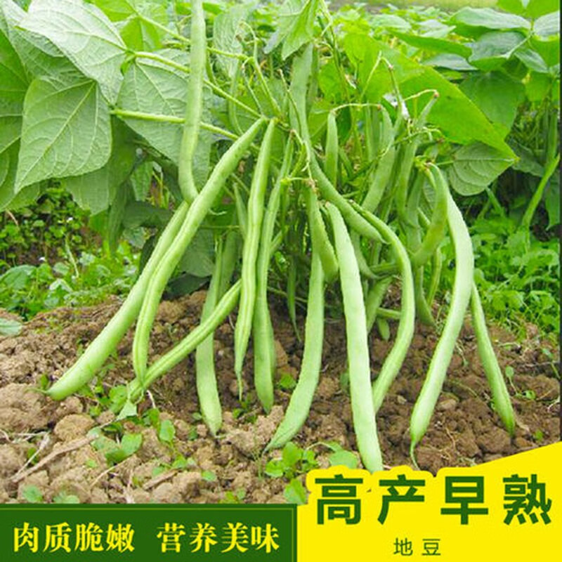 四季架豆种子四季豆芸豆豆角无架豆春秋供豆无筋豆四季蔬菜阳台庭院种植可以盆栽大紫袍架豆紫色四季豆种子克 袋 图片价格品牌报价 京东