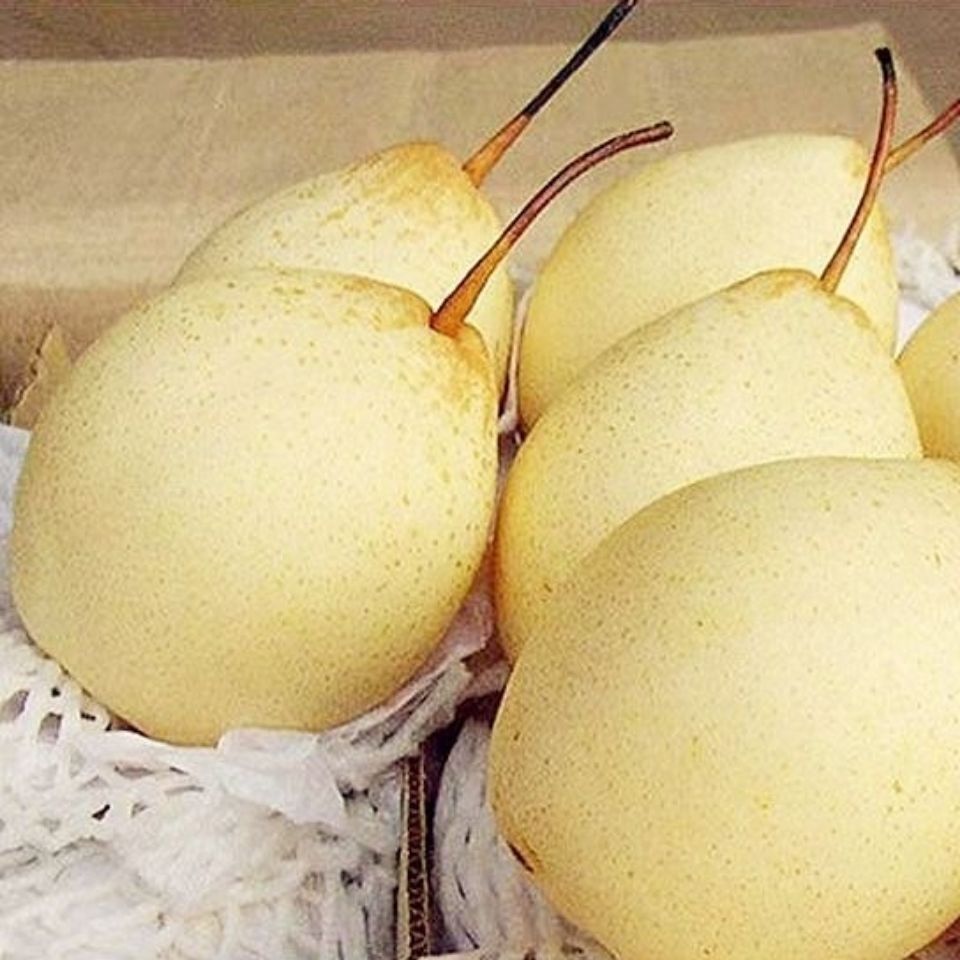 【精选】河北鸭梨新鲜水果多汁脆甜农家特产带箱3/5/10斤全场 带箱9.
