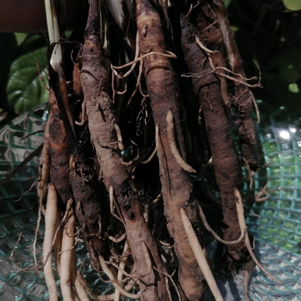 伟博仙茅中药材新鲜500g滇贵大叶仙茅独脚仙茅贵州纯现挖 500g【图片