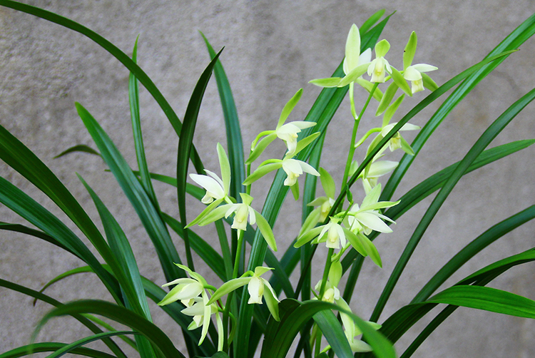 千贞兰花苗【观音素】建兰四季兰花盆栽花卉绿植鲜花客厅室内植物兰草