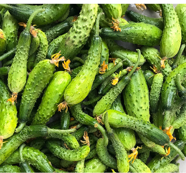 黄瓜扭 小黄瓜 新鲜吃货5斤东北旱10斤农家蔬菜山东青菜 5斤【图片 价