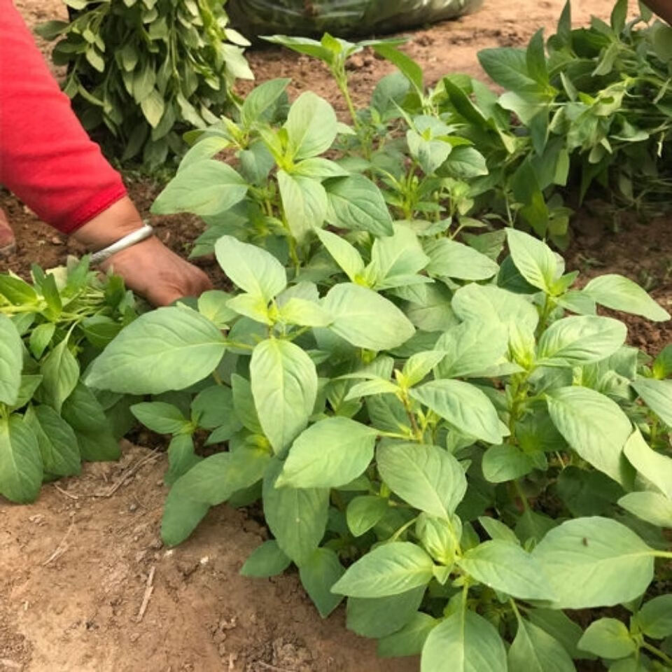 爵妃 河南新鲜荆芥菜1斤装大叶荆芥茎芥菜调味菜现摘发货新鲜 500g