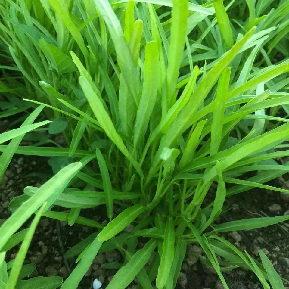 正宗广西博白柳叶空心菜竹叶坡地种植空心菜白梗蕹菜带根泥发货盘