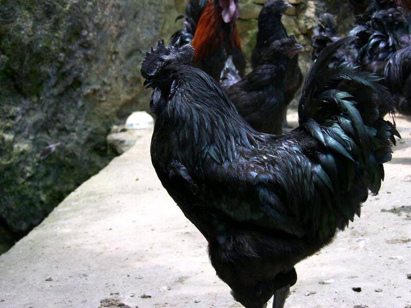 萌萌哒预售纯种大型黑乌鸡活苗黑乌鸡活体乌鸡苗脱温鸡小鸡苗五黑鸡活