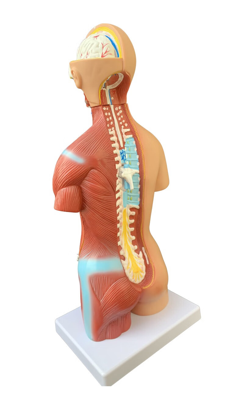 45cm两性躯干模型可拆23件人体解剖模型器官可拆卸医学教学心脏内脏