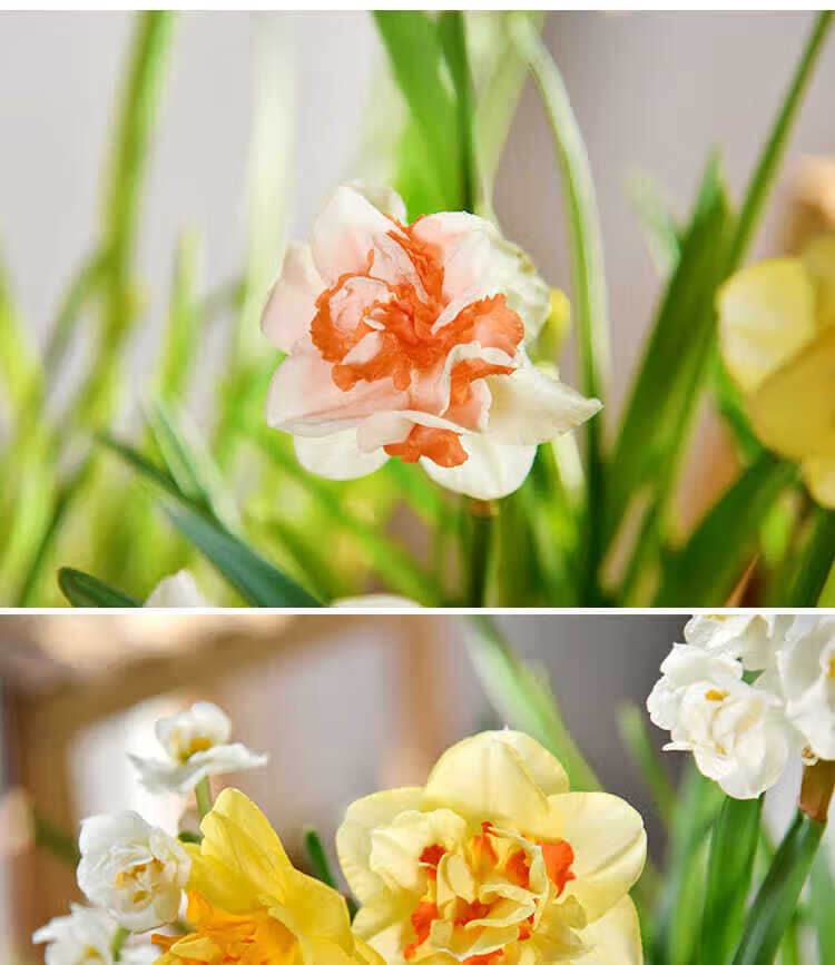 重瓣洋水仙种球水养水仙花室内盆栽水培植物四季水仙耐寒花卉 迪克