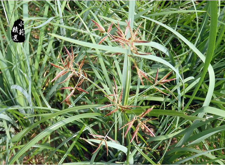 正品野生香附子中药材500g香附茶 生香附 醋香附 醋制香附 香附粉 生