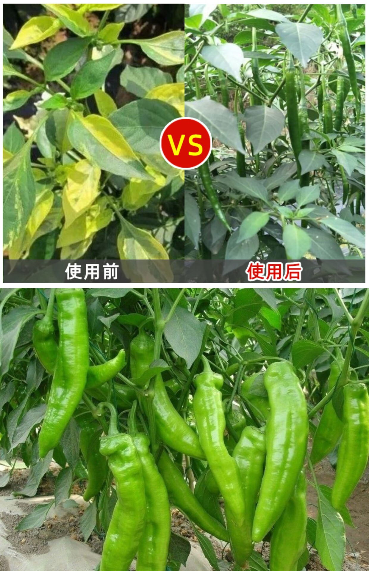 适用于辣椒病毒病专用药卷叶病药黄叶炭疽农药杀菌剂病毒克星辣椒病全