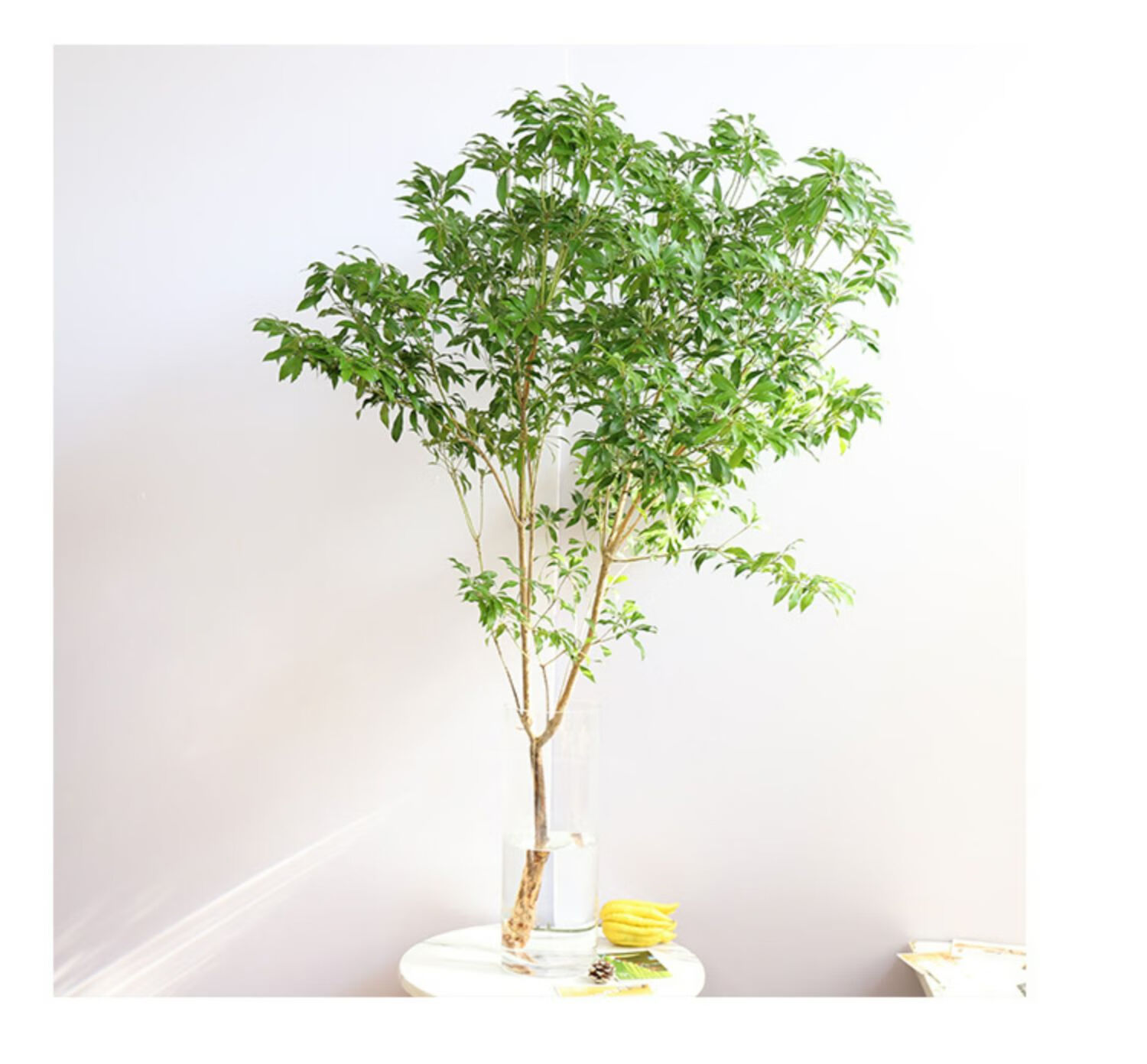 日本进口马醉木水养水培植物鲜切枝条迷你植物多吊钟鲜花北京同城精品