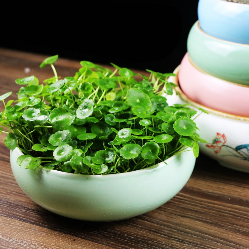 铜钱草 水培绿色植物盆栽 铜钱草(不含盆)