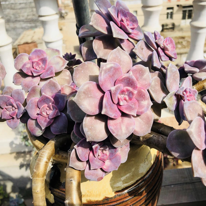 多肉植物紫乐老桩巨型大老庄多肉植物盆栽景天阳台 金色 裸根不带土