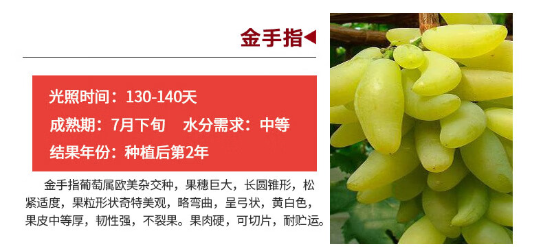 蓝宝石葡萄适合东北种植吗冬天可以种吗