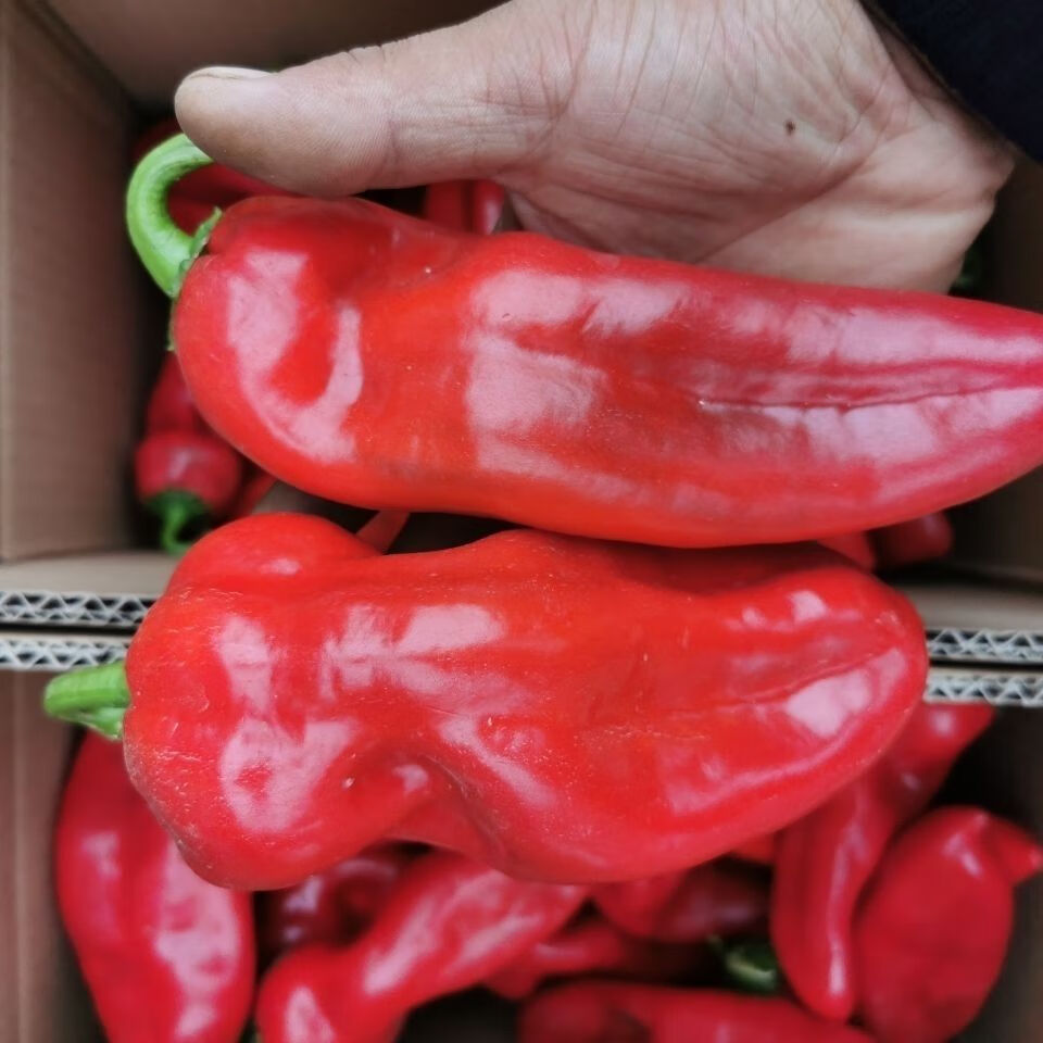 新鲜大红尖椒红辣椒农家红椒虎皮红椒剁椒辣椒酱红辣椒泡椒 不辣 3斤