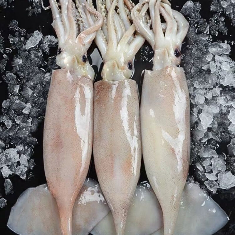 【大号鱿鱼】鲜活深海海捕冷冻水产新鲜大鱿尤鱼整只水产批发 中号鱿