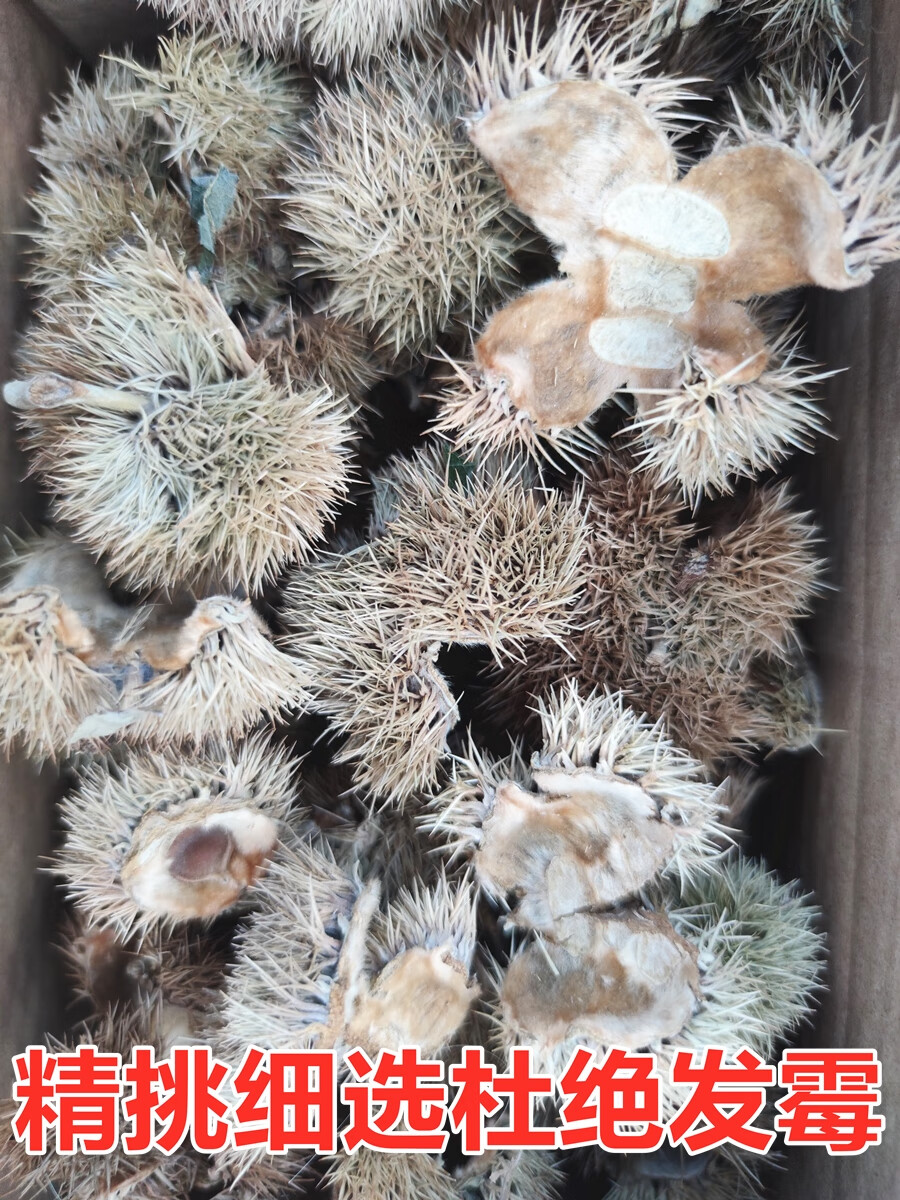 中材带刺板栗球栗刺壳风栗壳板粟刺粟子刺壳风粟栗子刺球淋巴结 3斤款