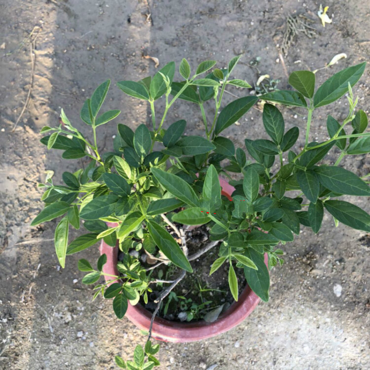 柯必达潮汕红花 石榴花 仙草 抹草 春草阳台盆栽喜庆植物 抹草 仙草