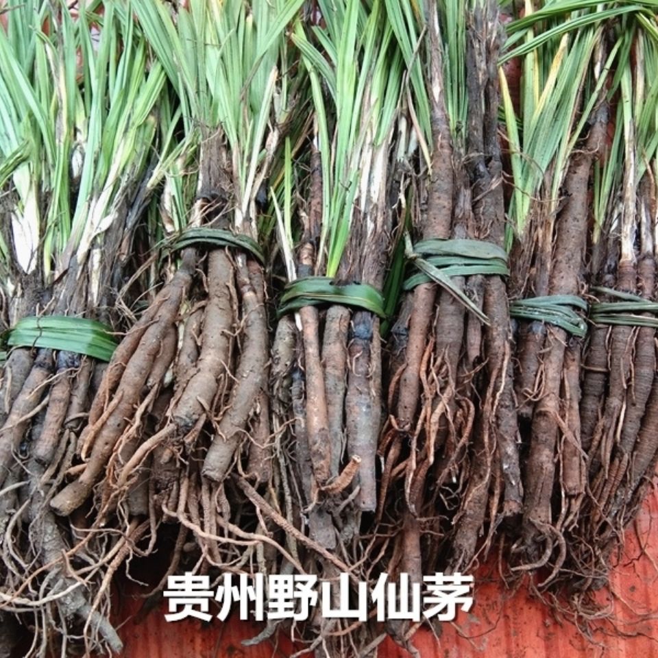 伟博新鲜仙茅中草药材贵州地棕独茅先矛独脚先毛仙毛仙矛 100克【图片