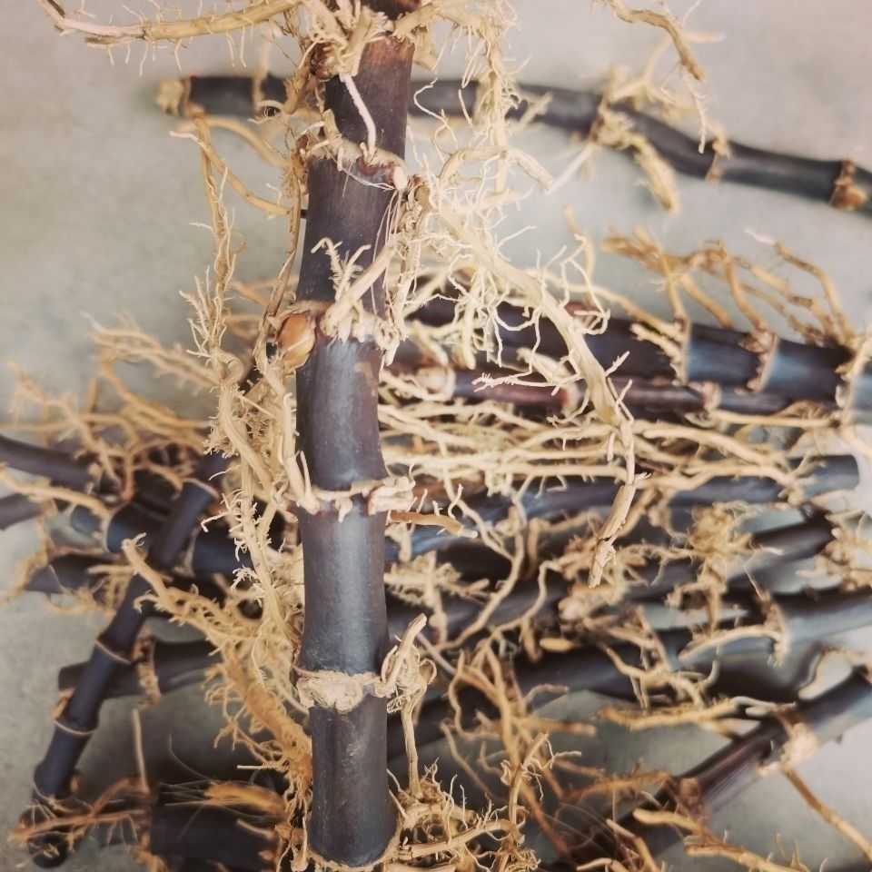 伟博根 竹根 黑竹根 紫竹根 乌竹根 散生竹根 竹茄种植药用竹根 五年