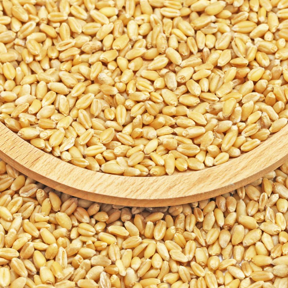 带皮小麦粒5斤农家自产 磨面食用麦酱小麦苗种子发芽麦草种籽麦子