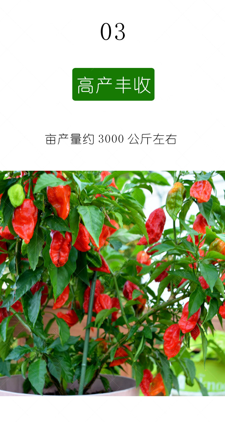 魔鬼辣椒(红色) 200粒【图片 价格 品牌 报价】-京东