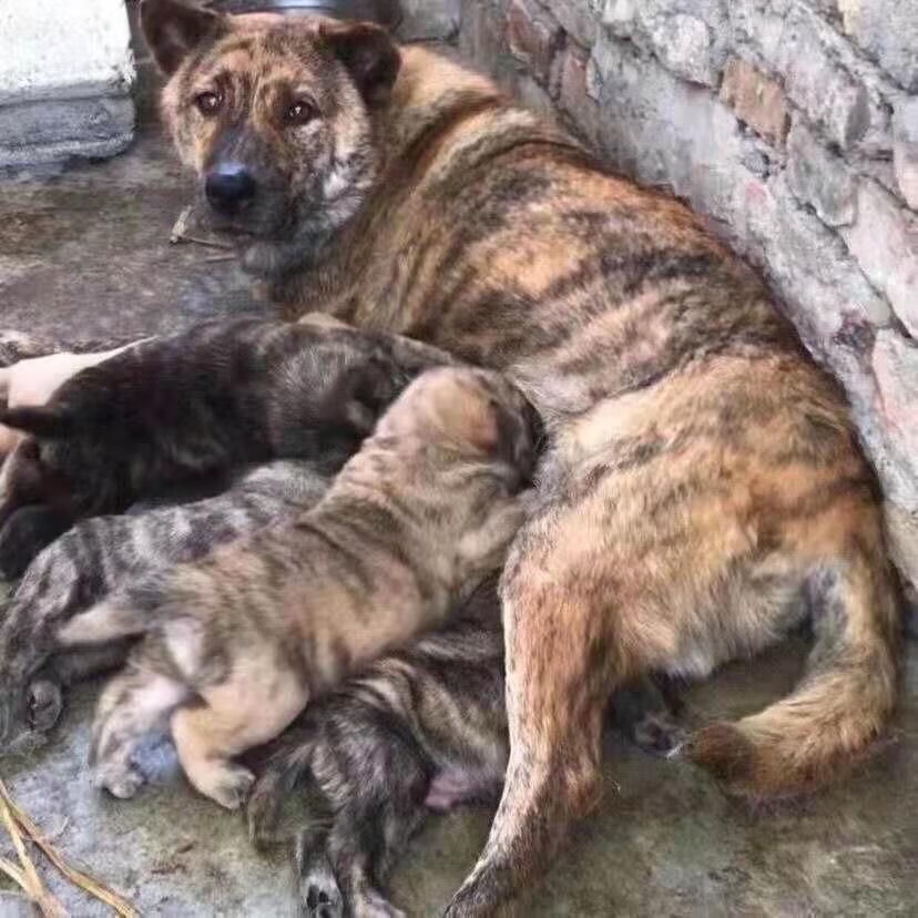 麦基乐 中华田园犬广西土猎犬大头虎斑打猎犬活体幼犬虎头幼崽 黄色土