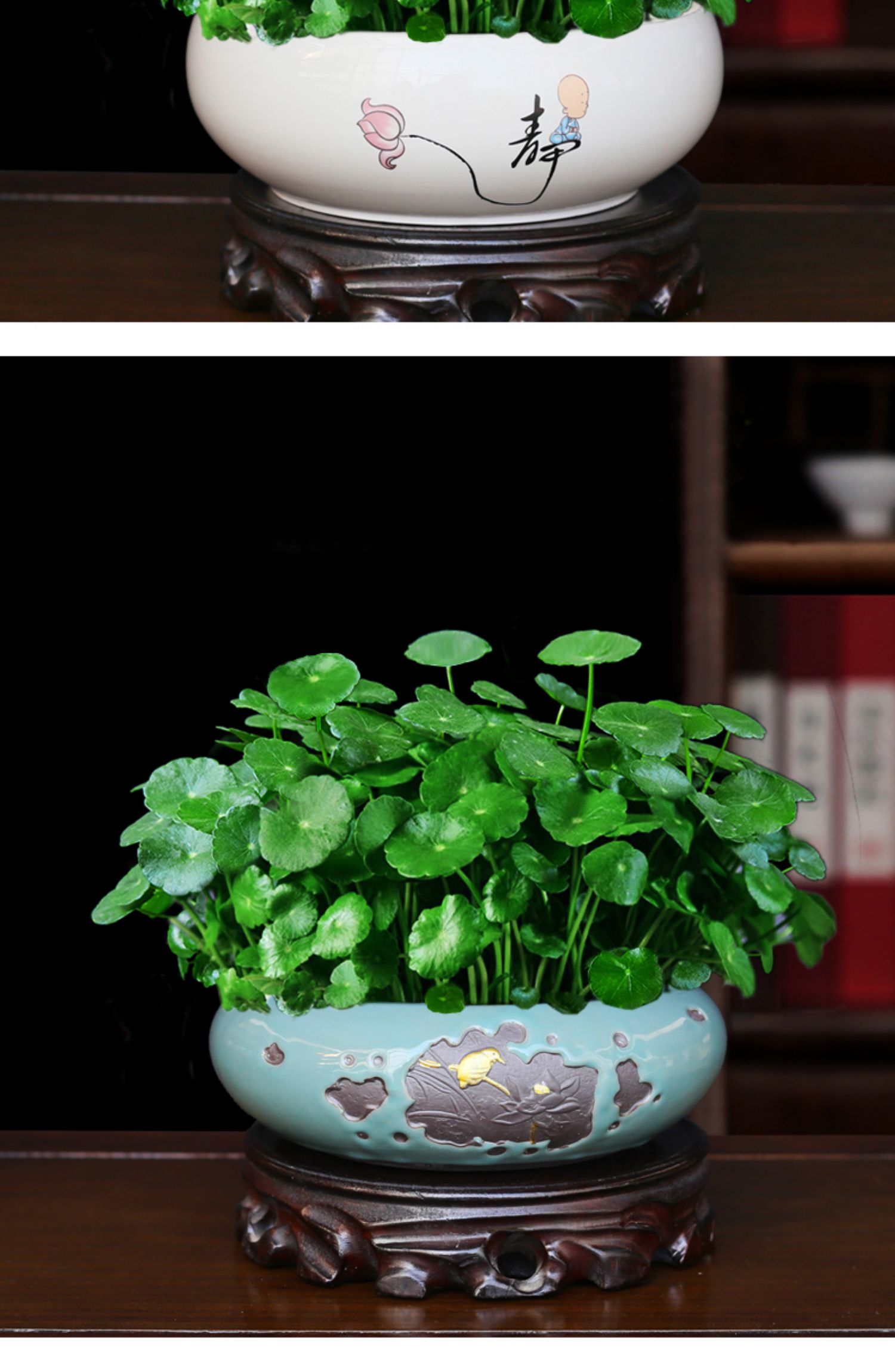 心头肉铜钱草盆栽室内招财金钱草水培植物办公室客厅四季常绿小绿植