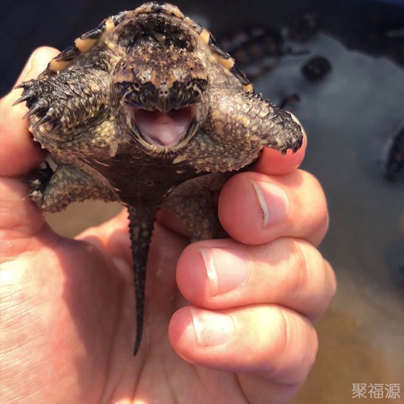 佛鳄小鳄乌龟活物超爆刺原种活体暴刺纯佛北美小鳄乌龟深水活物 国产