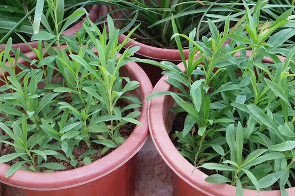 室外花種耐寒花卉植物四季種易活北方花種子石竹庭院矮生秋天花籽