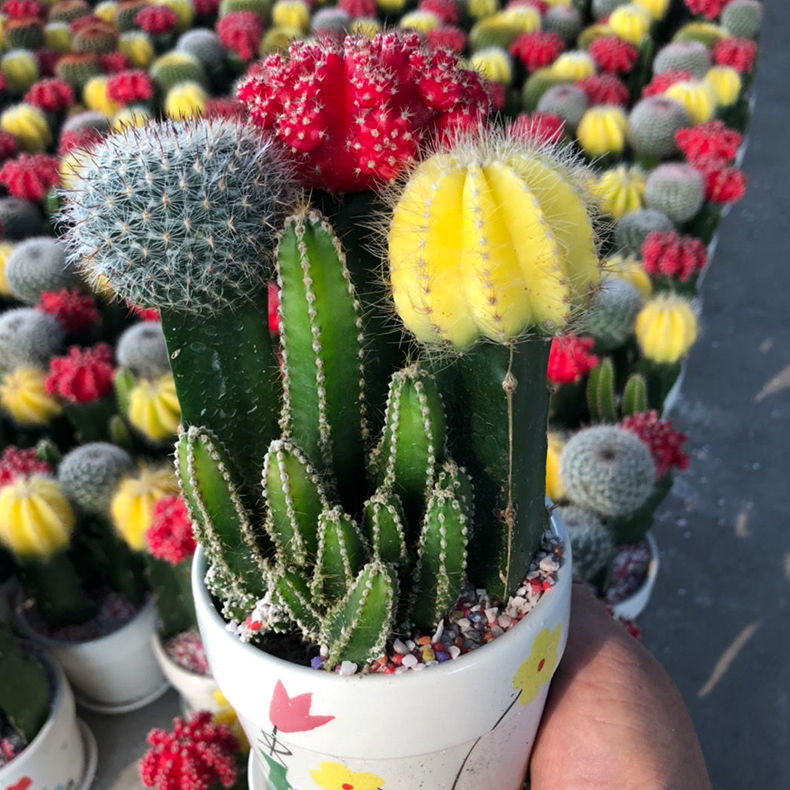 精选绿植彩色仙人球三色球组合开花盆栽室内新款多肉办公室桌面绿植红